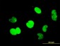 CTBP1 Antibody (monoclonal) (M01)